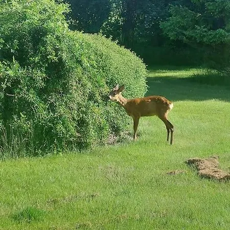 Kragkaer Deer-lodge & - Unique Homes Prázdninový dům Sæby