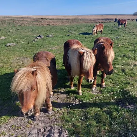 Kragkaer Deer-lodge A Unique Saeby (Nordjylland)