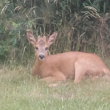 Kragkaer Deer-lodge & - Unique Homes Prázdninový dům Sæby