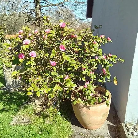 Kragkaer Deer-lodge & - Unique Homes Sæby